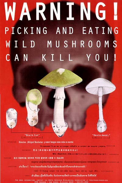 You are currently viewing An Overview of Mushroom Poisonings in North America