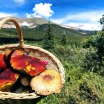 2006: A Banner Year for Rocky Mountain Mushrooms
