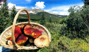 Read more about the article 2006: A Banner Year for Rocky Mountain Mushrooms