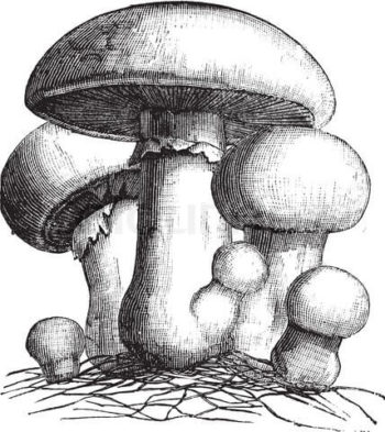 History of The Colorado Mycological Society – The Colorado Mycological ...