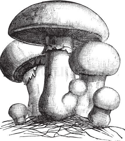 Read more about the article History of The Colorado Mycological Society
