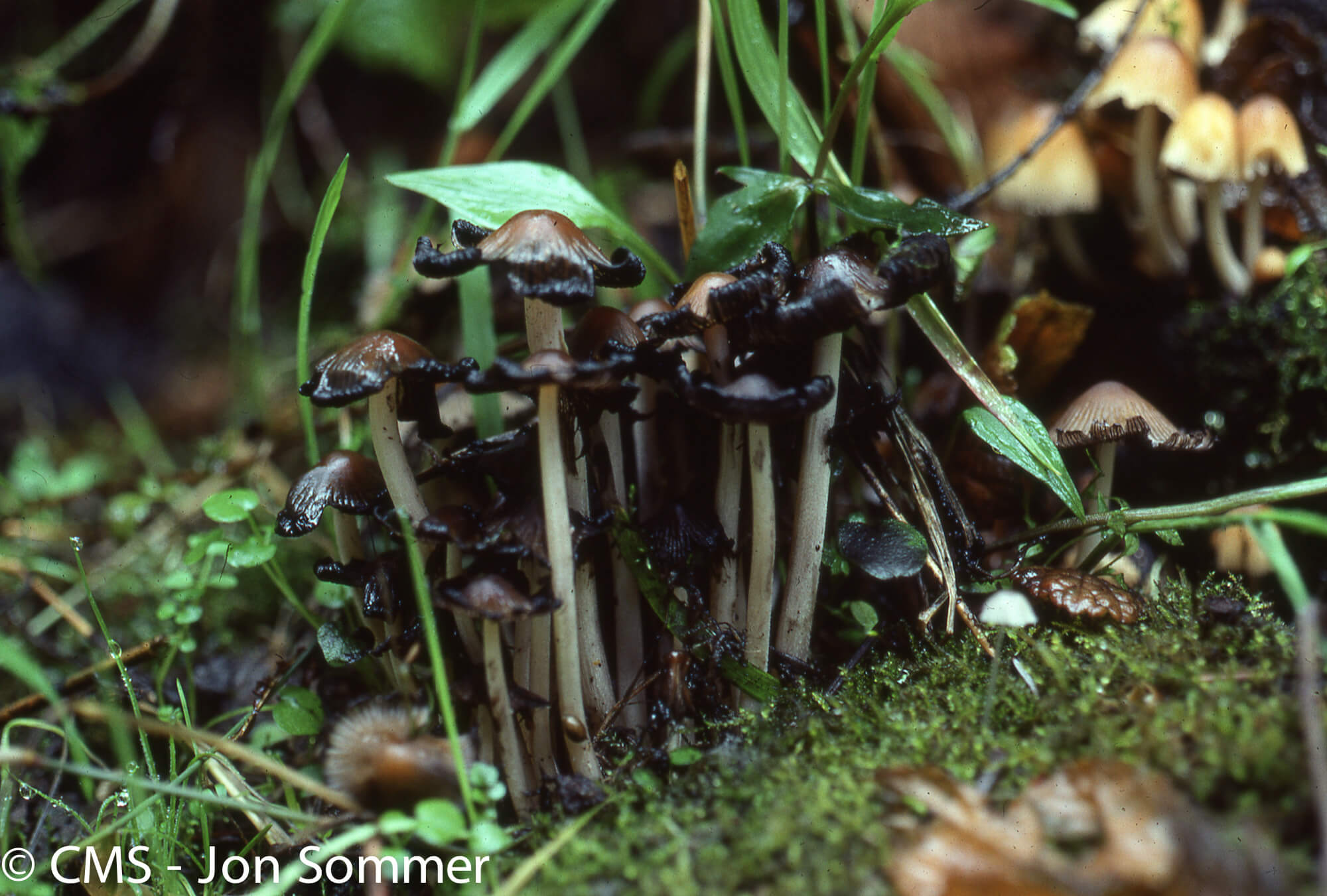 Coprinus micaceous - Photo by Jon Sommer