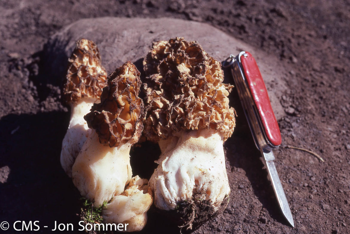 Morchella crassus - Photo by Jon Sommer