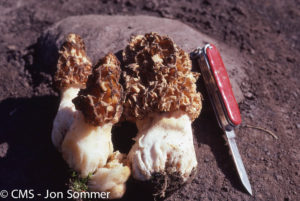 Read more about the article The Tao of Morel Hunting