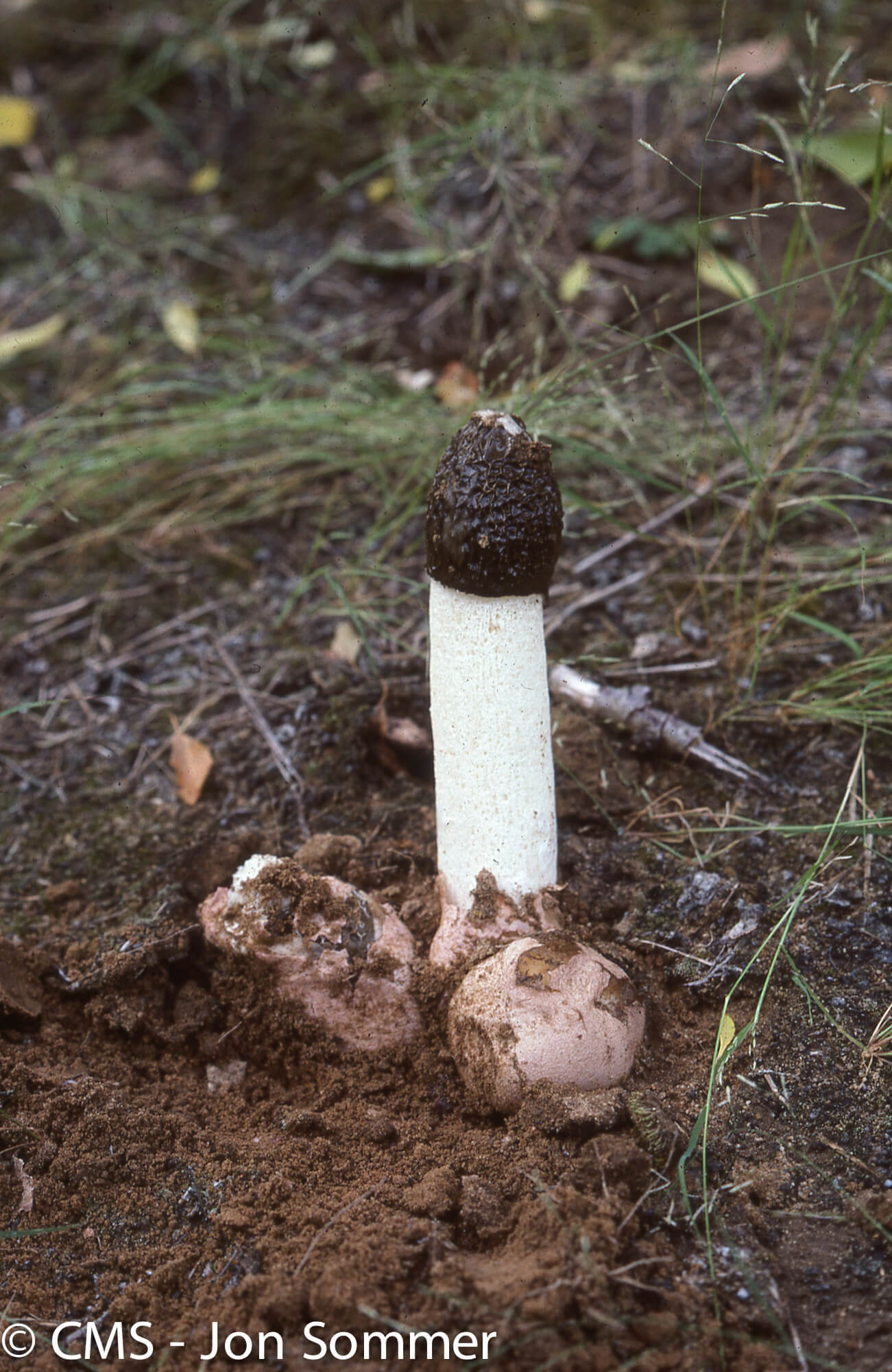 Read more about the article Stinkhorns & Leccinum