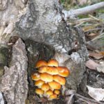 Understanding winter mushrooms 101