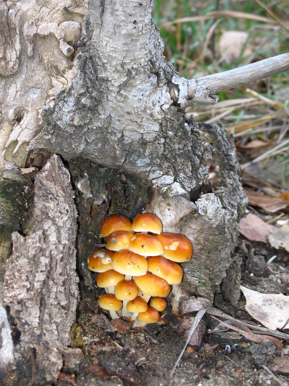 Read more about the article Understanding winter mushrooms 101