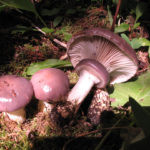 Advice for Beginning Wild Mushroom Hunters