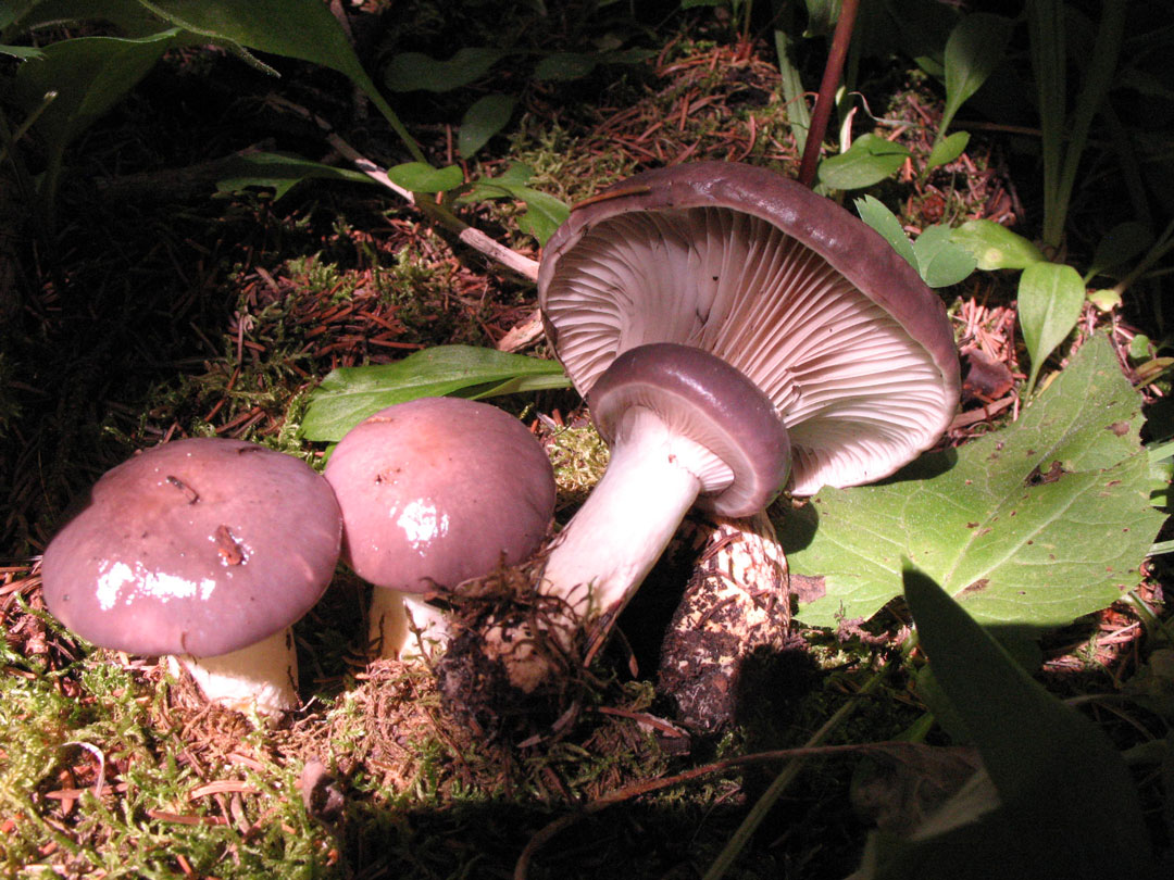 Read more about the article Advice for Beginning Wild Mushroom Hunters