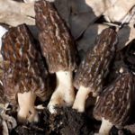 Mushroom Of The Month | Morchella
