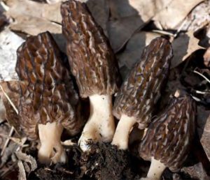 Read more about the article Mushroom Of The Month | Morchella