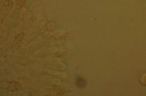 Amanita bisporigera | Under the microscope. Photographer: Linnea Gillman