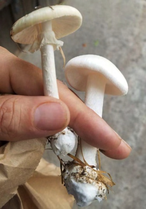 You are currently viewing First Deadly Mushroom Ever Found in Metro Denver Appears in Aurora