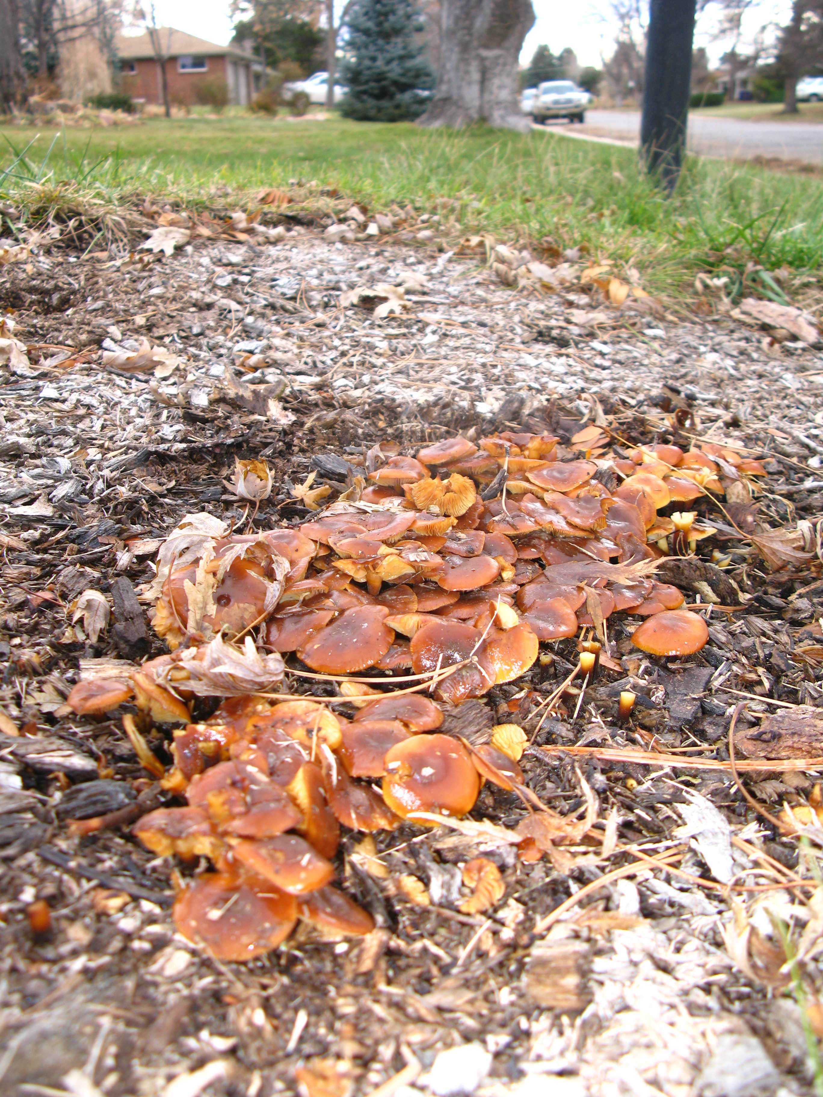 Fall Enoki