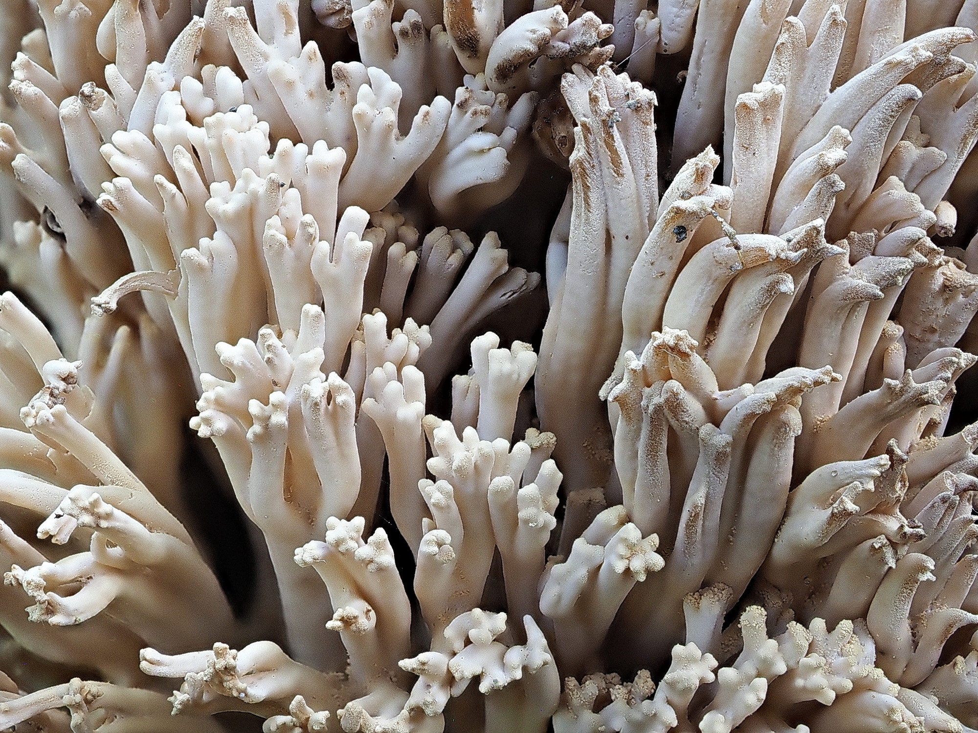 Dry Corals – The Colorado Mycological Society