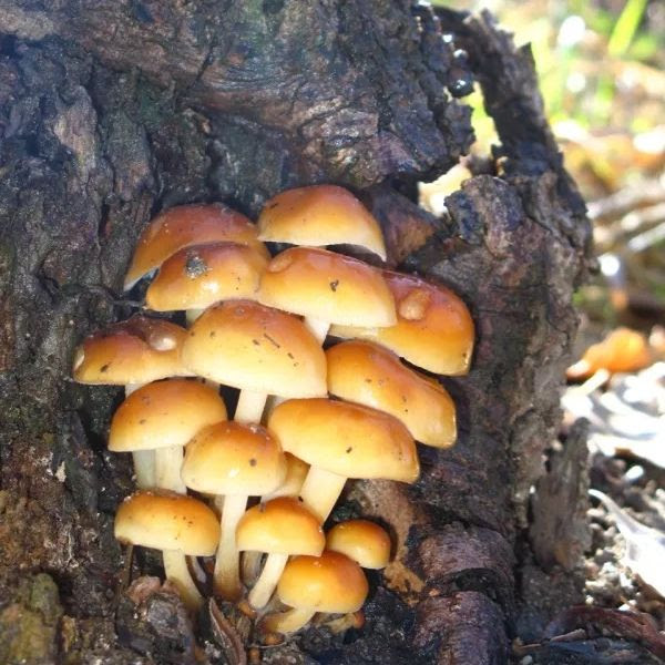 Winter Mushrooming 101